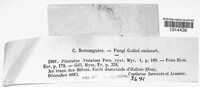 Phyllotopsis nidulans image